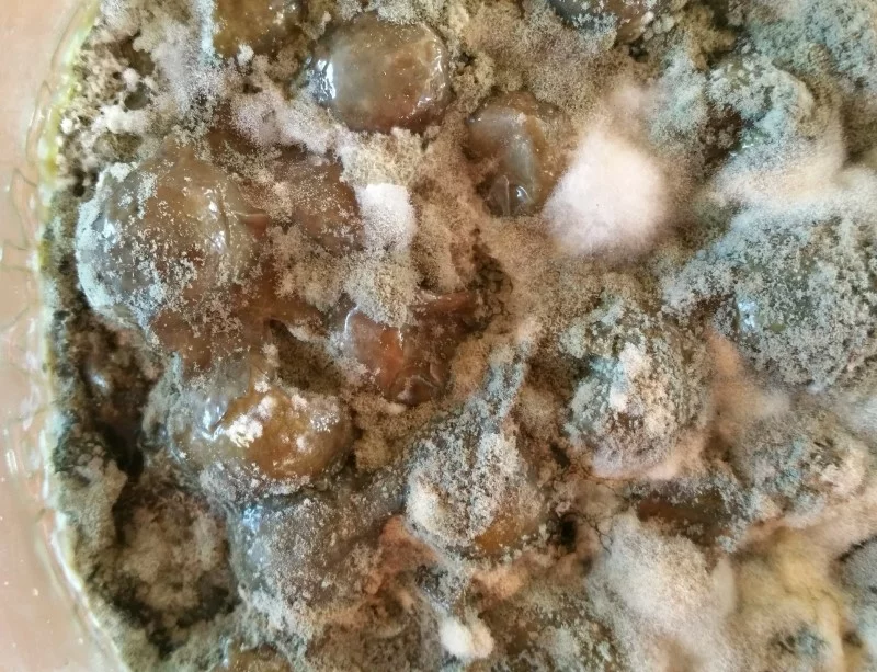Biofilm (levure kham) sur une lacto-fermentation