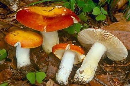 Russule_dor_e2