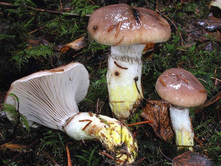 Gomphide_glutineux5