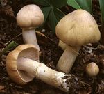 Rozites_caperatus