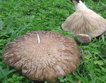 Pleurote_du_panicaut7