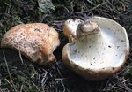 Polypore_des_brebis7