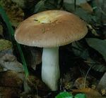 Russule_comestible4