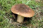 Russule_couleur_de_belette9