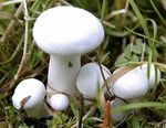 Tricholome_colombette4