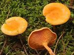 Clitocybe_orang_2