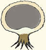 Sclero