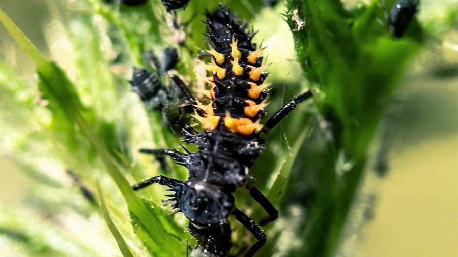 Larve de coccinelle