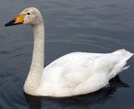 Cygne chanteur