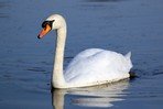 Cygne tuberculé