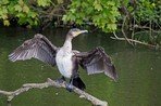 Grand Cormoran