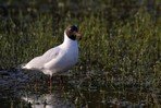Mouette rieuse